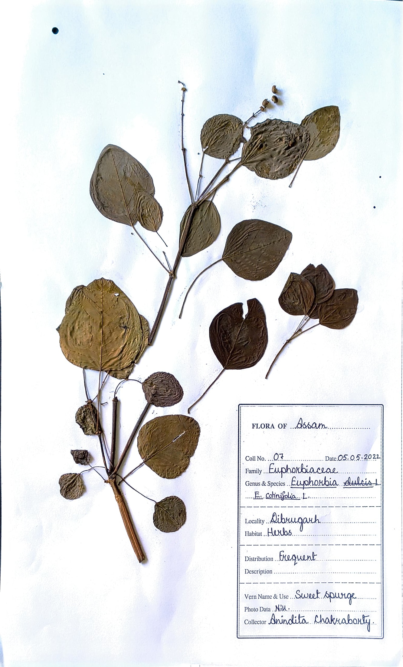 Laal ghaari (Ass.) (Herbarium)